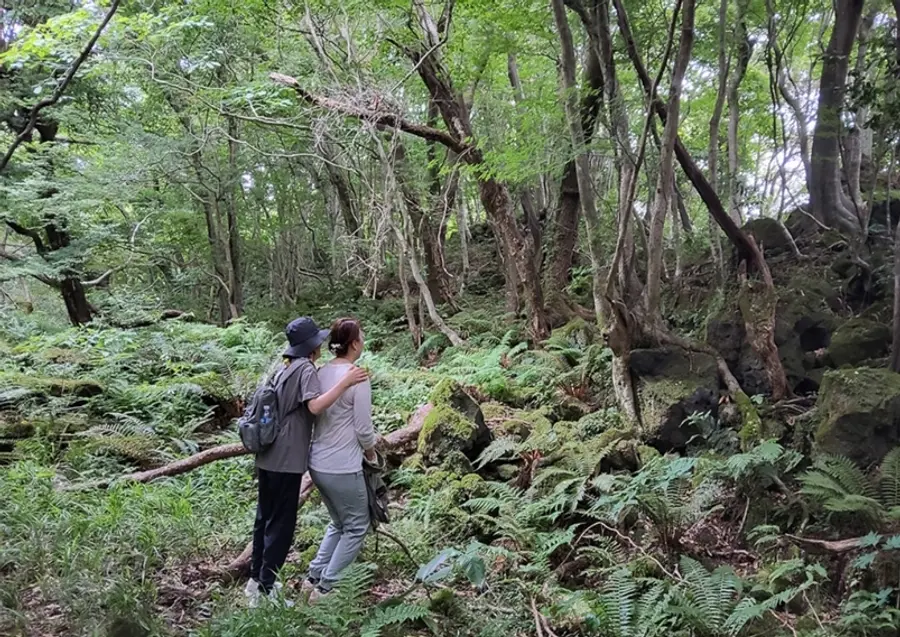 Wanderer auf einem Weg durch den Gotjawal im Naturerholungswald Gyorae. (Foto: Verwaltungsamt des Jeju Stone Parks)